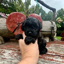 Bean - Black & white male Maltipoo puppy in Coal City, Indiana from Angel Blue Dogs