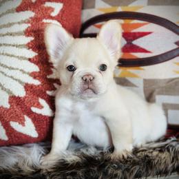Fluffy Cream - Fawn and white male French Bulldog puppy in Jordan Valley, Oregon from Floating Feather Frenchies