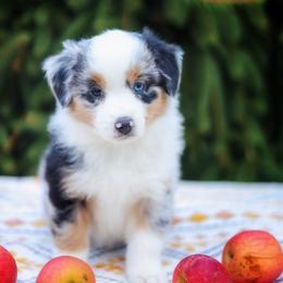 Jasmin - Blue merle female Miniature American Shepherd puppy in Battle Ground, Washington from Casita Miniature American Shepherds