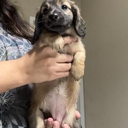 Buttercup - Cream female Dachshund puppy in Highland Heights, Kentucky from Gabriela's Dachshunds