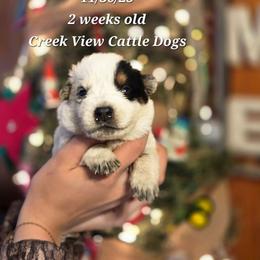 Boy 4 - Blue male Australian Cattle Dog puppy in Monroe, North Carolina from Creek View Cattle Dogs