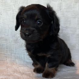 Roscoe - Black and tan male Dachshund puppy in Hawley, Texas from Foxy’s Dachshunds & Toy Aussies