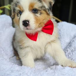 Please read the description - Blue merle male Australian Shepherd puppy in Georgetown, California from Foothill Aussies