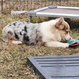 Linden - Blue merle and white female American Corgi puppy in Dunbar, Nebraska from Vintage Corgis