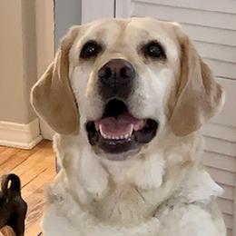 January - Labrador Retriever