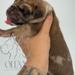 Iggy - Merle male Great Dane puppy in Michigan from Ohana Great Danes of Michigan