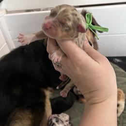 Green collar boy - Red merle male Australian Shepherd puppy in Flat Rock, Alabama from Fluffy Butt Acres