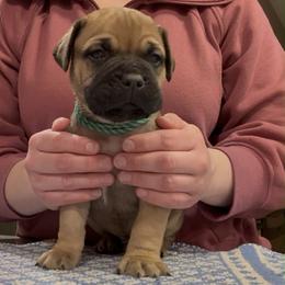 Boy 1 - male Bullmastiff puppy in Elyria, Ohio from Ambrosia Mastiffs