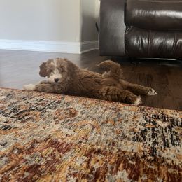 Goldendoodle Puppies from C.P. Puppy Buddies
