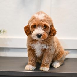 Aussiedoodle, Bernedoodle, Goldendoodle, and Irish Doodle Puppies from Sun Valley Goldendoodles