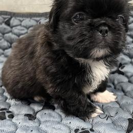 Full AKC - - Black male Pekingese puppy in Pennsylvania from Triple I Pekes