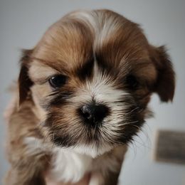 Rudy - Sable and white male Shih Tzu puppy in Wolcottville, Indiana from Ducky's Doodles