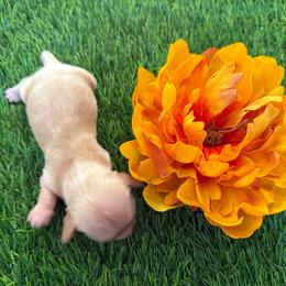 Dapple Cream female - 5000 - Dapple female Dachshund puppy in Apopka, Florida from The HotDog Stand