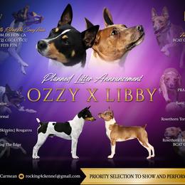 Rat Terrier puppies from Rocking 4C