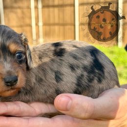 Dachshund Puppies from Doxi Delights