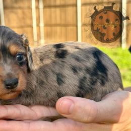 Dachshund Puppies from Doxi Delights