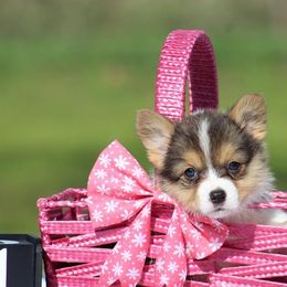 Cardigan Welsh Corgi and Pembroke Welsh Corgi Puppies from QueenE Corgi Farm