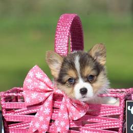 Cardigan Welsh Corgi and Pembroke Welsh Corgi Puppies from QueenE Corgi Farm