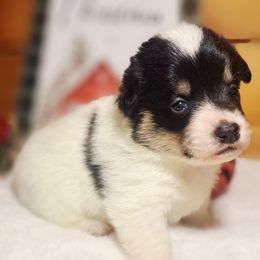 Giblet - Black and white male American Corgi puppy in Gouverneur, New York from St. Lawrence Corgis