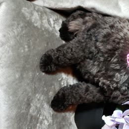 Miniature Schnauzer Puppies from Mountain View Schnauzers