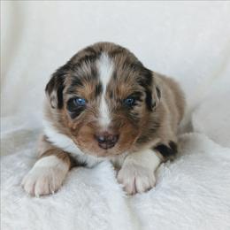 Boy 2 - Red merle male Australian Shepherd puppy in Yakima, Washington from Naches Heights Ranch
