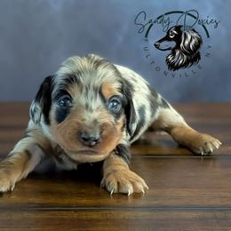 Boo - Dapple female Dachshund puppy in Fultonville, New York from Sandy Aussies, Mini Dachshunds & Pomeranians