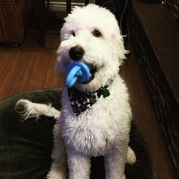 Goldendoodle and Poodle All Grown Up from Green Heart Poodles and Doodles