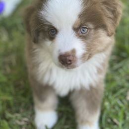 Miniature American Shepherd Puppies from Fruition Farms