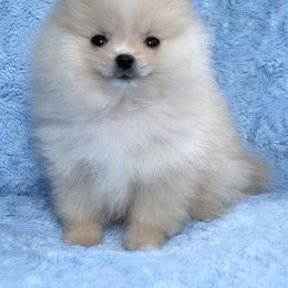 Pomeranian Puppies from Calverton Kennel