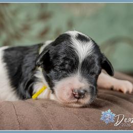 Tink - Parti female Goldendoodle puppy in Connersville, Indiana from Deaz Doodle Ranch