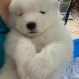 Samoyeds from Barbara Shelor's Samoyeds