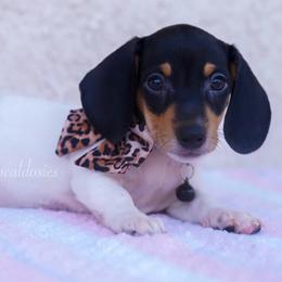 Peggy - Black and tan female Dachshund puppy in Apple Valley, California from Socaldoxies