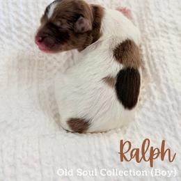 Ralph - Parti male Goldendoodle puppy in Livermore, Colorado from Heritage Hills Family Doodles