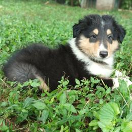Ranger green - Black white and tan male Collie puppy in Salem, Indiana from Living Blessed Collies