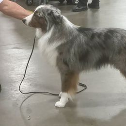 Miniature American Shepherd and Miniature Australian Shepherd All Grown Up from Taylor Made Aussies  & Taylor Made Miniature American Shepherd