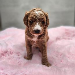 Bella - Red  female Goldendoodle puppy in Kansas City, Kansas from Bella & Ivy’s Mini Goldendoodles of KC