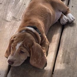 Dachshund Puppies from Witchy Woman’s Wiener’s