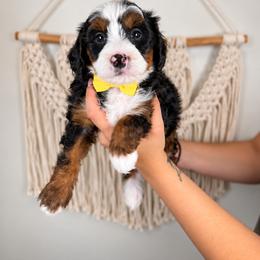 Copper - Tri-color male Bernedoodle puppy in Norcross, Georgia from Teddy Puppies