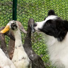 Border Collie Puppies from Fasstari Border Collies