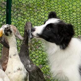 Border Collie Puppies from Fasstari Border Collies