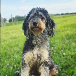 Layna - Aussiedoodle