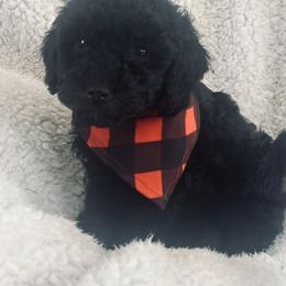 Pepper - Black male Goldendoodle puppy in Waynesboro, Virginia from Forest Creek Kennel