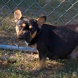 Jolene - French Bulldog