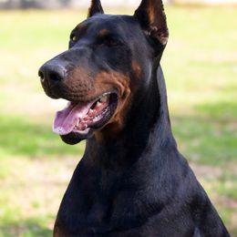 Tuna - Doberman Pinscher