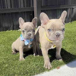 French Bulldog and Goldendoodle Puppies from Haus of Pawz
