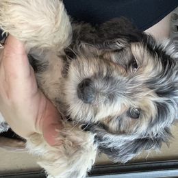 Goldendoodle Puppies from O’Hara Doodles