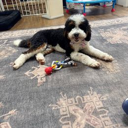 Birdie - Bernedoodle