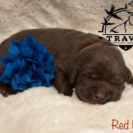 Labrador Retriever Puppies from Travis’ Chocolate Labradors