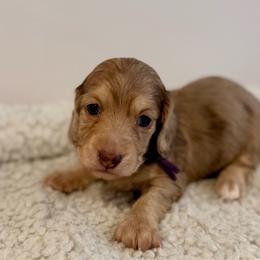 Chocolate and cream dapple girl (lighter, smaller) - Dapple female Dachshund puppy in Beaver, Pennsylvania from Meaden’s Mini Dachshunds