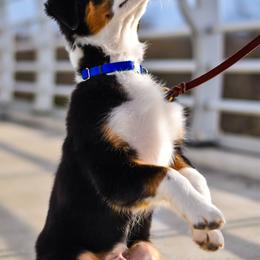 Australian Shepherd Puppies from FireHart Aussies